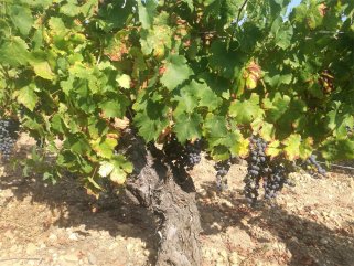 宅男黄色网址进口红酒生意需投入多少资金